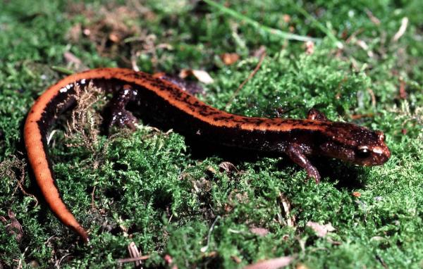 Photo of Plethodon vehiculum by Ted Davis